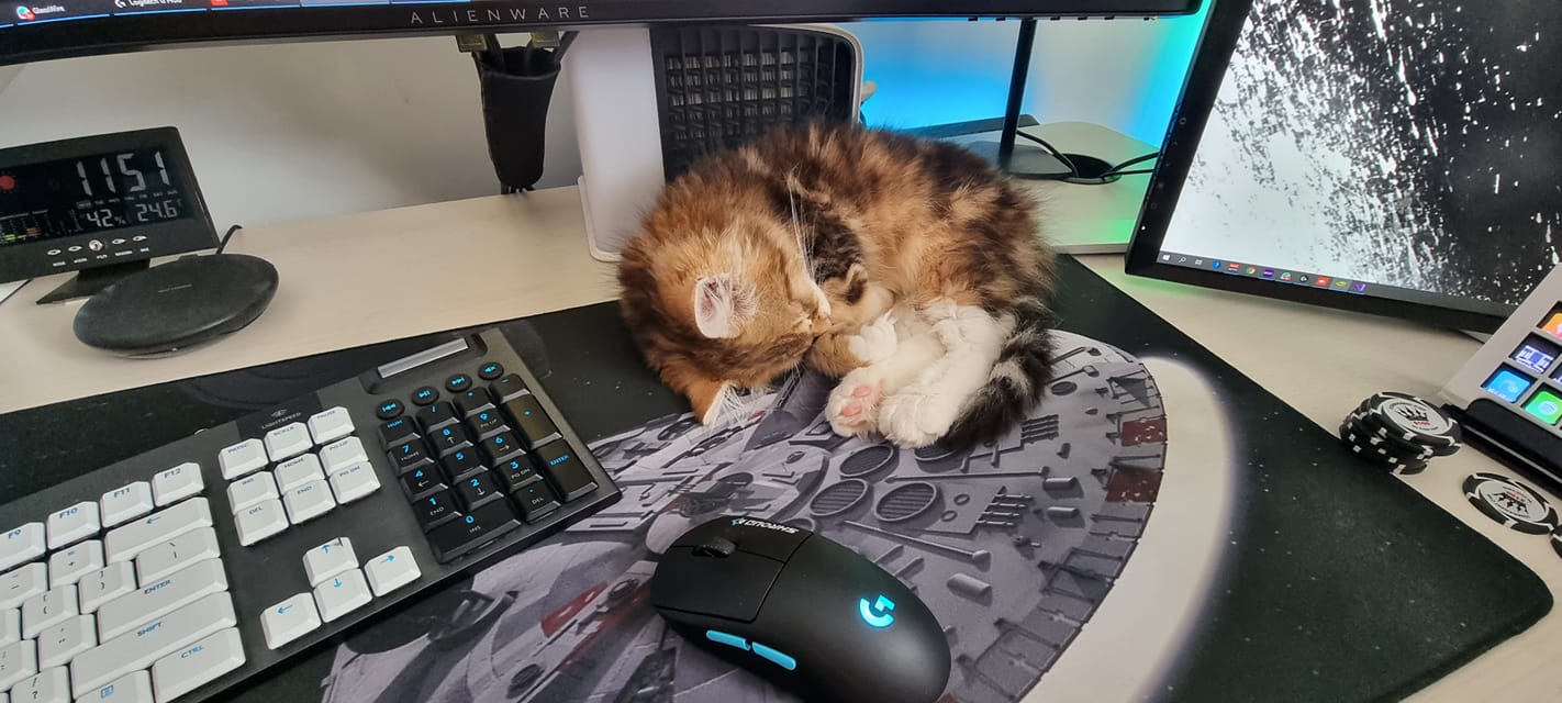 Chilli when we first got him