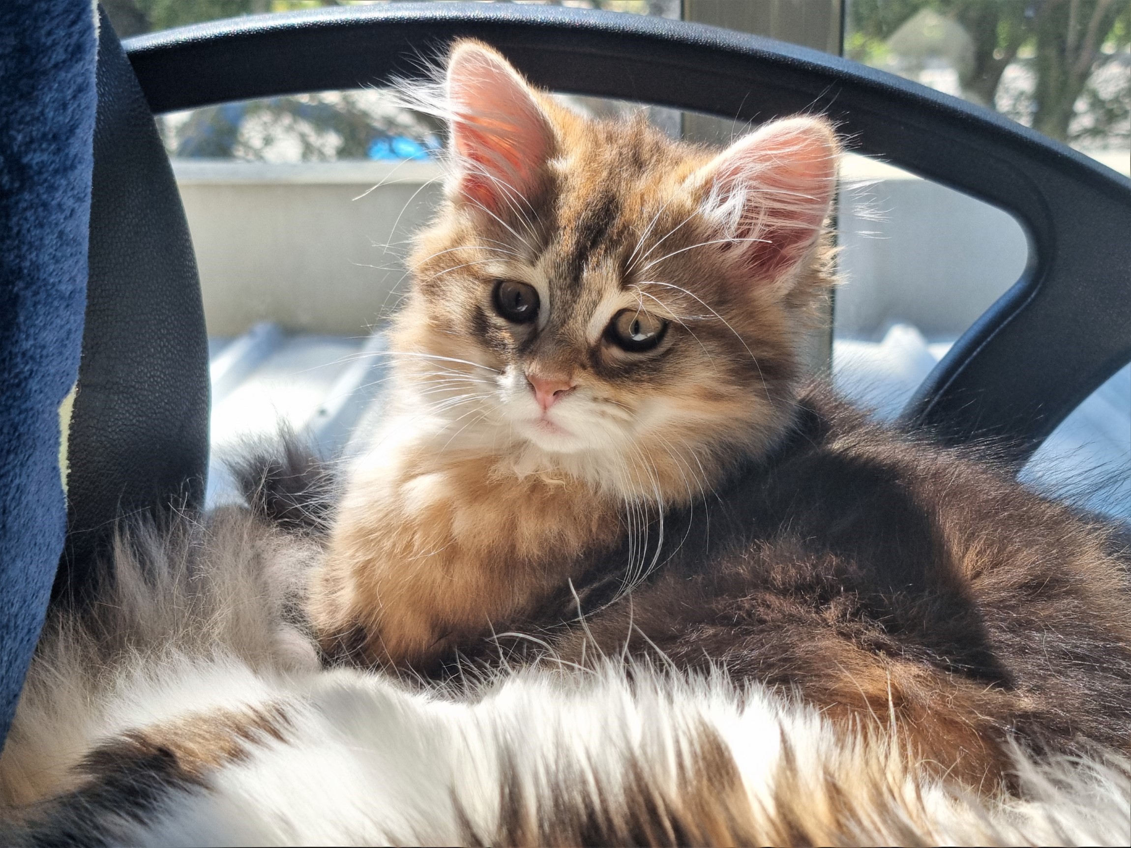 Chilli such a cute kitten