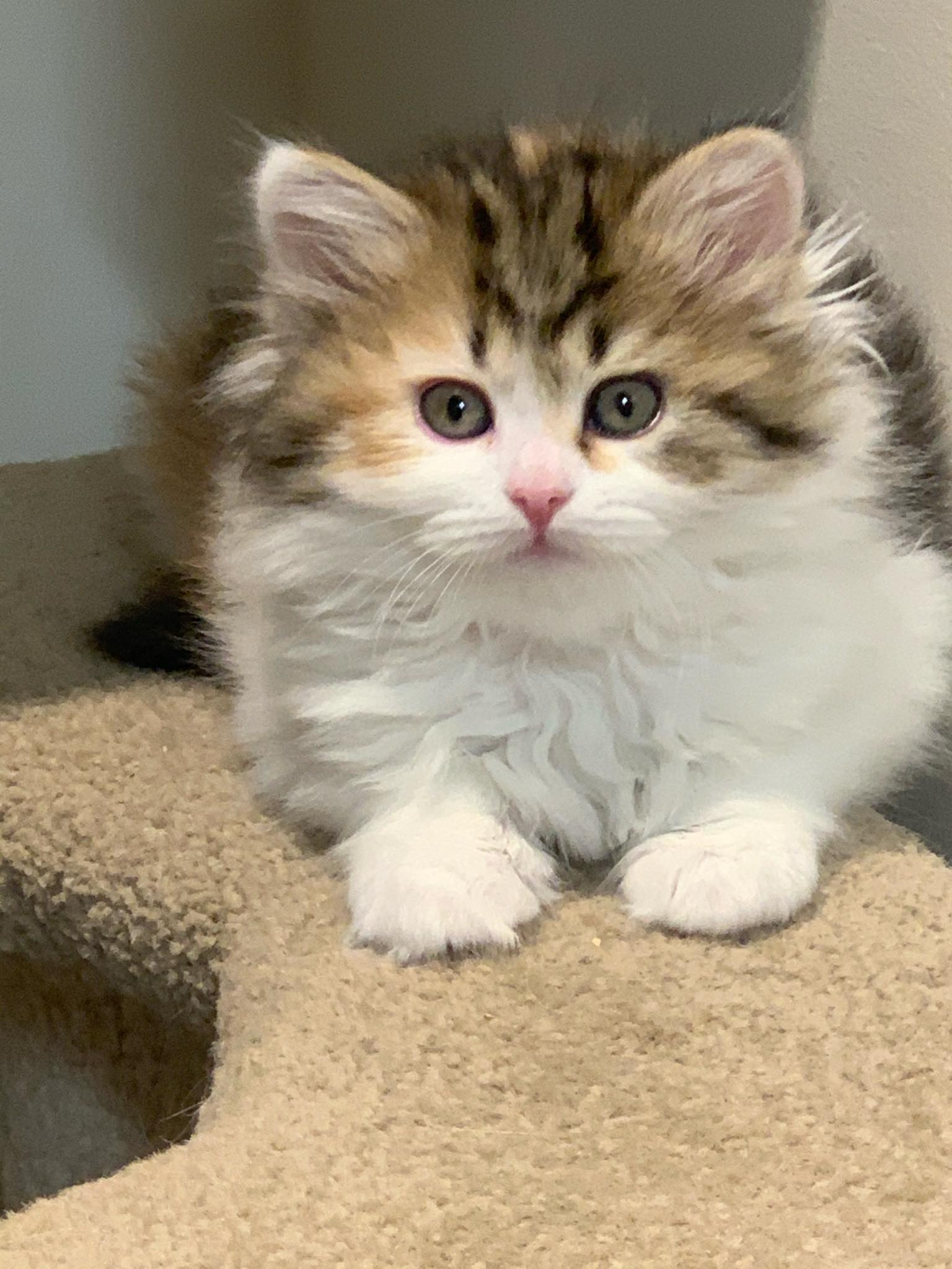 Sage when she was a kitten